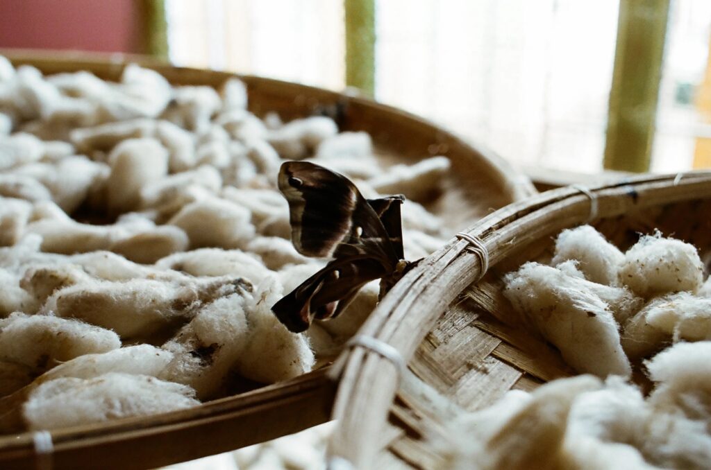 silk cocoons