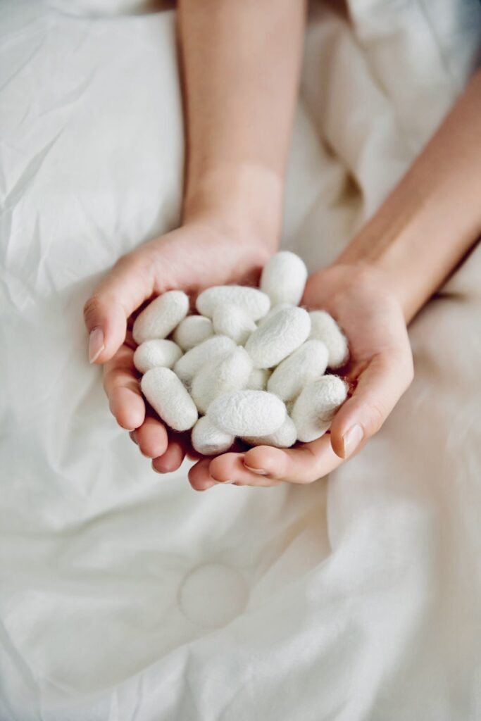 mulberry silk cocoons